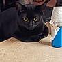 Jaxin is registered to the contest to win money with this photo: animal, black_cat, blurred_background, cat, close_up, countertop, cozy, curious, domestic_cat, feline, household_item, indoor, looking, paper_towel, pet, resting, rubber_band, spray_bottle, table_surface, yellow_eyes