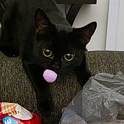 Jaxin joined the competition — help win amazing prizes! black_cat, cat, chips_bag, closeup, couch, curious, domestic, feline, fur, household, indoor, lamp, living_room, object, pet, plastic_bag, playful, table, toy, wide_eyes