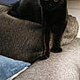 Jaxin joined the competition — help win amazing prizes! black_cat, box, cat, container, couch, cozy, curious_eyes, domestic_animal, feline, furniture, gray_texture, household_items, indoor, kitchen, living_room, pet, pillow, relaxed, sofa, stretching