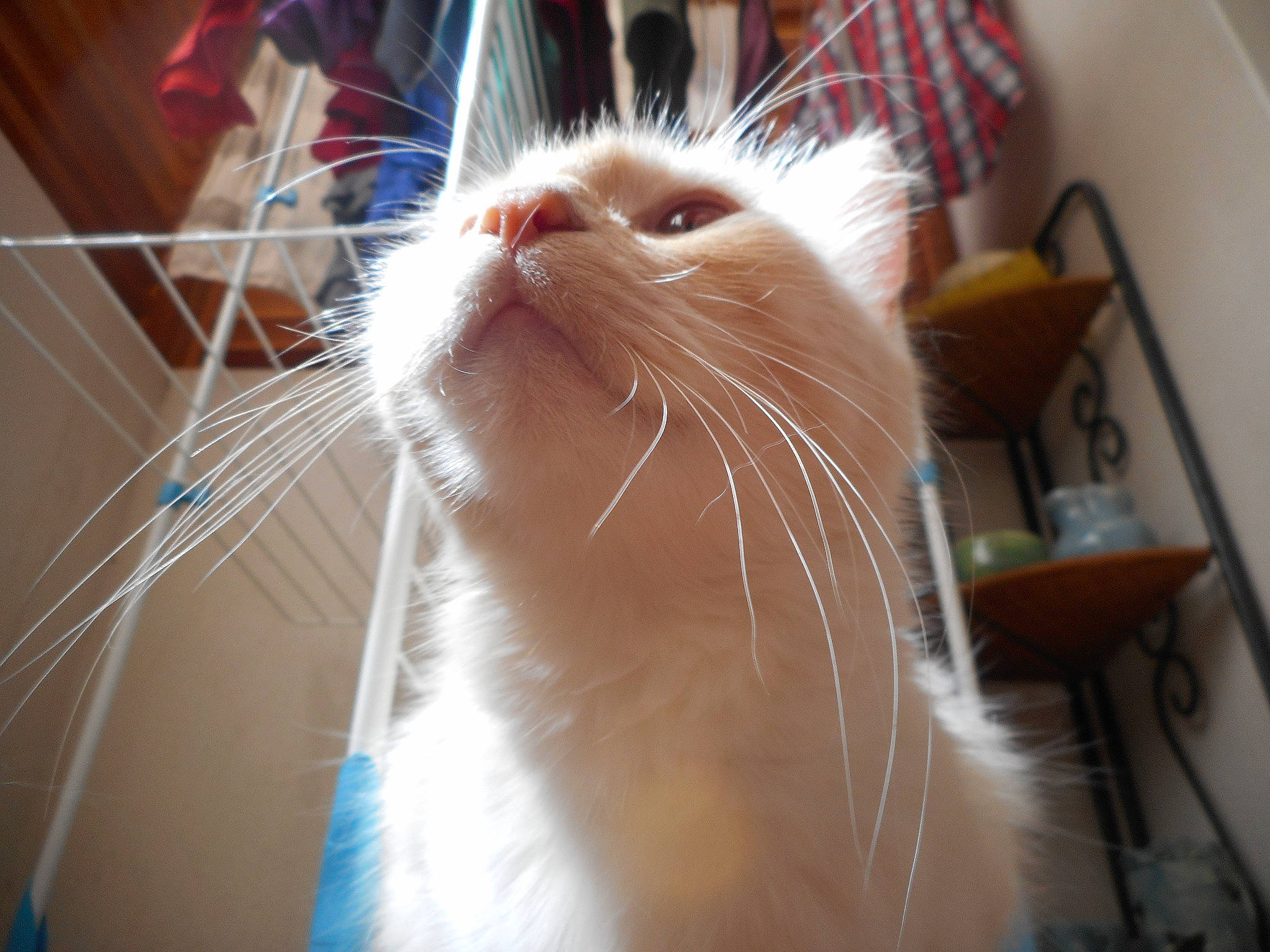 Snow participe au concours pour gagner de l'argent avec cette photo : carnivore, cat, claw, domestic_short_haired_cat, ear, felidae, fur, plaid, small_to_medium_sized_cats, snout, tail, tartan, whiskers, window