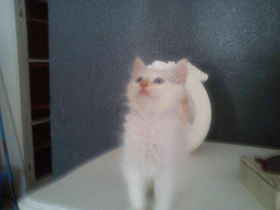 Snow participe au concours pour gagner de l'argent avec cette photo : carnivore, cat, domestic_short_haired_cat, fawn, felidae, fur, iris, paw, small_to_medium_sized_cats, snout, tail, terrestrial_animal, whiskers, wood