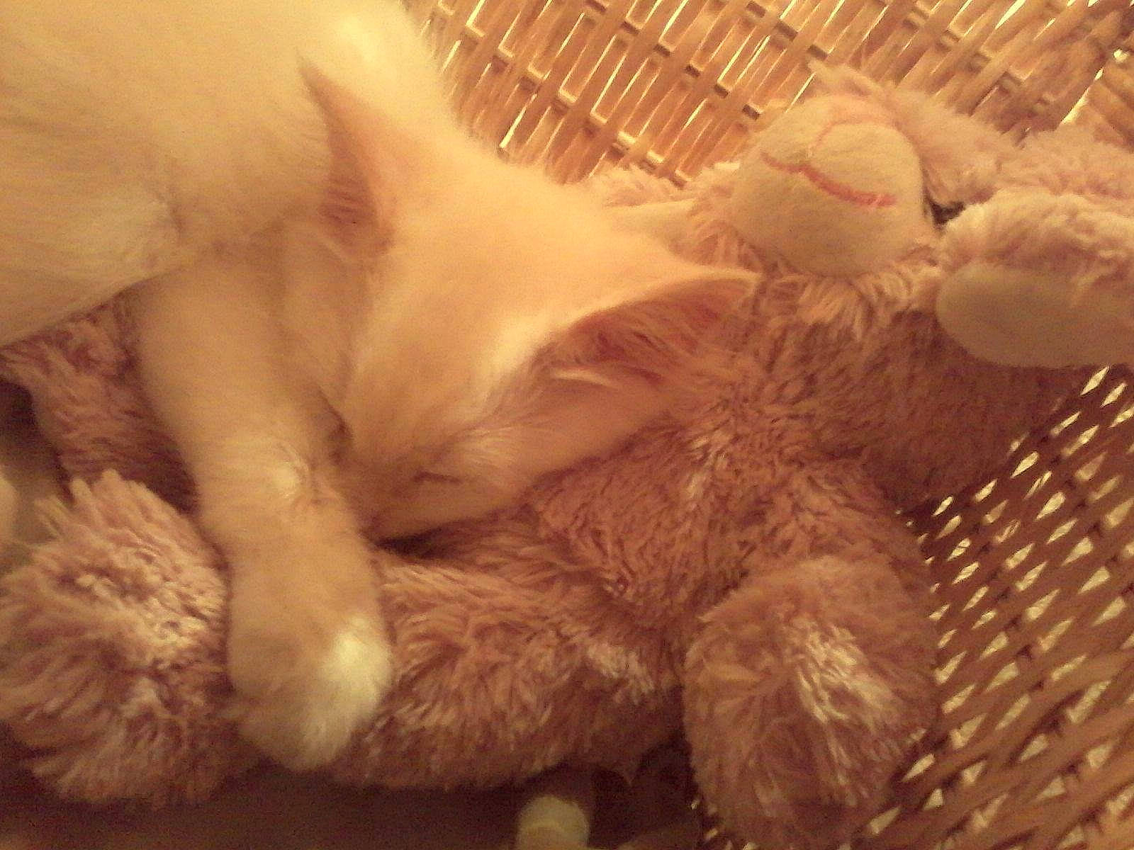 Snow a rejoint le concours — aidez-le/la à gagner de superbes lots ! canidae, carnivore, cat, claw, comfort, fawn, felidae, fur, nap, paw, sleep, small_to_medium_sized_cats, snout, tail, terrestrial_animal, whiskers, wildlife