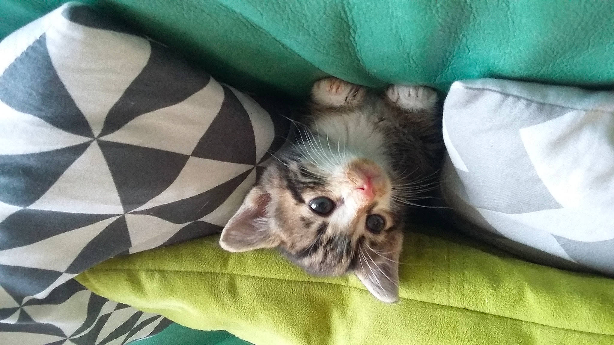 Moustache participe au concours pour gagner de l'argent avec cette photo : carnivore, cat, claw, comfort, couch, domestic_short_haired_cat, fawn, felidae, fur, grey, linens, nap, paw, sleep, small_to_medium_sized_cats, snout, tail, whiskers