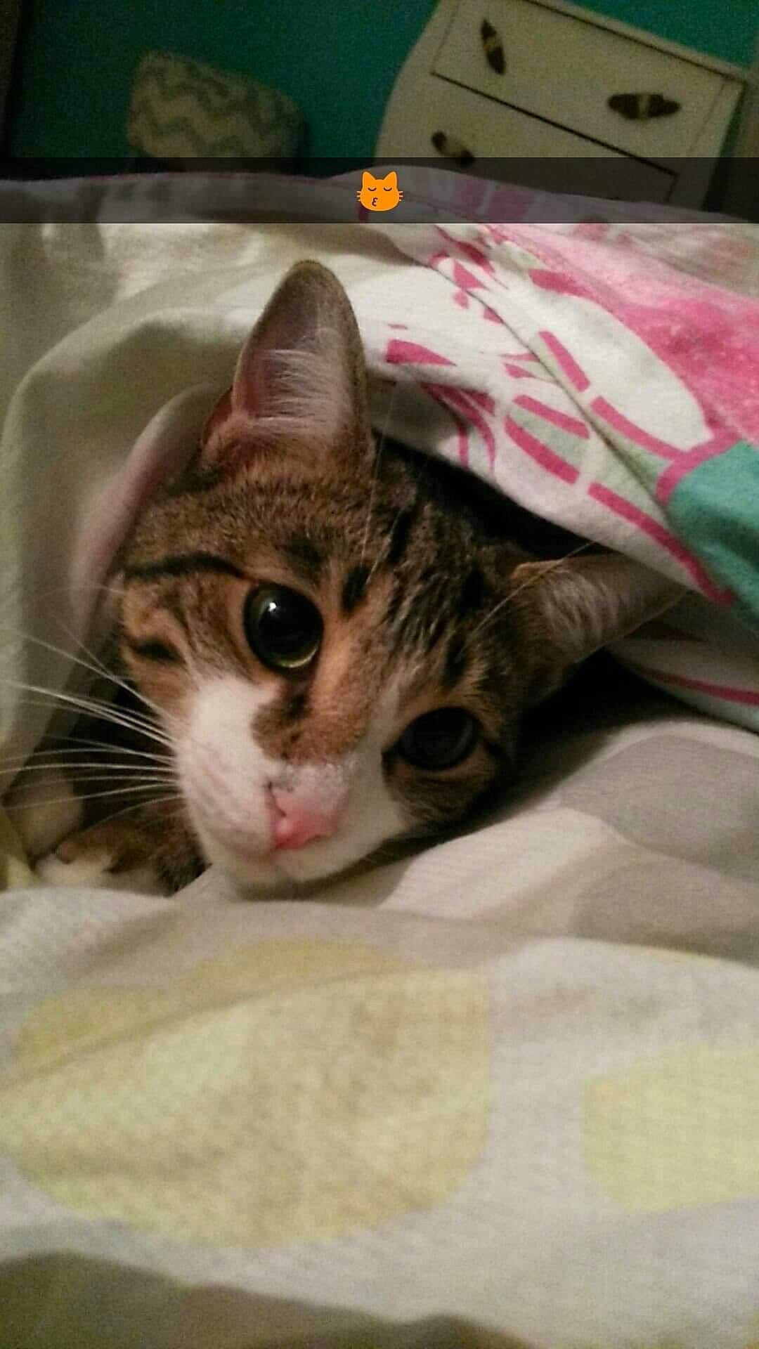 Moustache a rejoint le concours — aidez-le/la à gagner de superbes lots ! carnivore, cat, cat_supply, claw, comfort, domestic_short_haired_cat, felidae, fur, linens, mammal, paw, photo_caption, room, small_to_medium_sized_cats, snout, tree, whiskers, wildlife, window