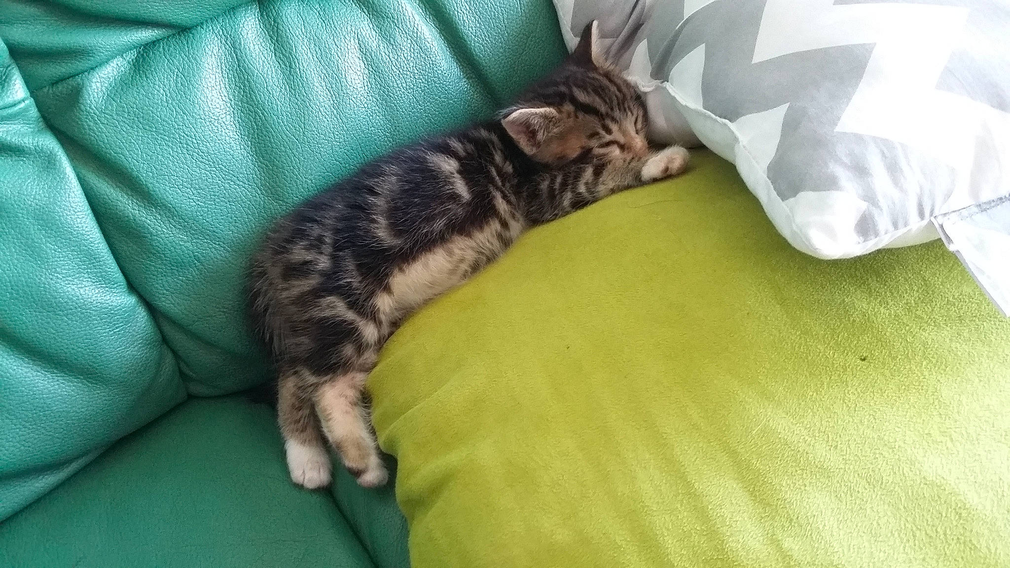 Moustache participe au concours pour gagner de l'argent avec cette photo : canidae, carnivore, cat, claw, comfort, couch, dog_breed, domestic_short_haired_cat, felidae, fur, linens, nap, paw, sleep, small_to_medium_sized_cats, snout, sporting_group, tail, terrestrial_animal, whiskers