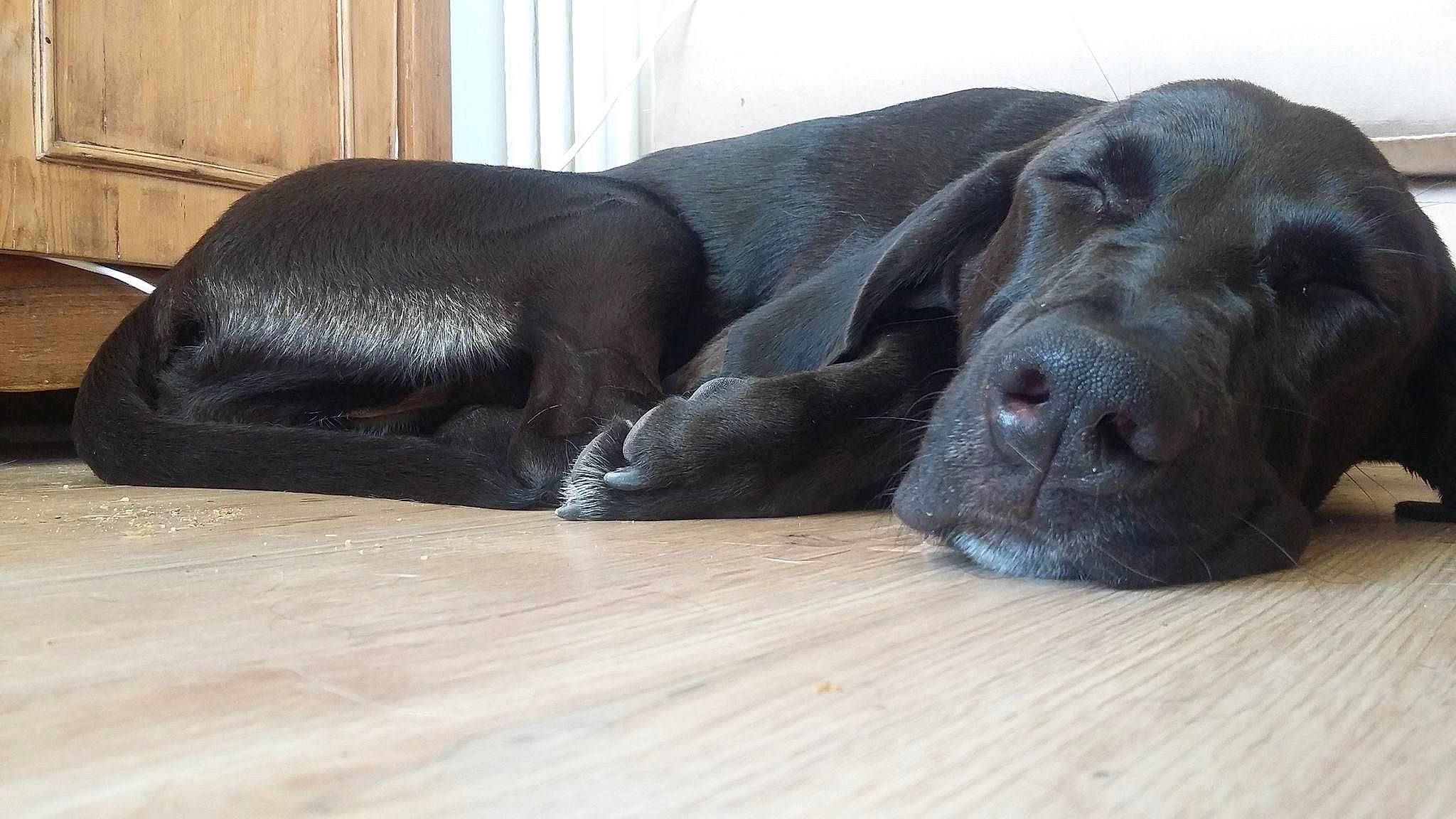 Nina a rejoint le concours — aidez-le/la à gagner de superbes lots ! borador, canidae, carnivore, comfort, companion_dog, dog, dog_breed, fawn, flooring, fur, guard_dog, gun_dog, hardwood, liver, snout, sporting_group, terrestrial_animal, whiskers, wood, working_animal