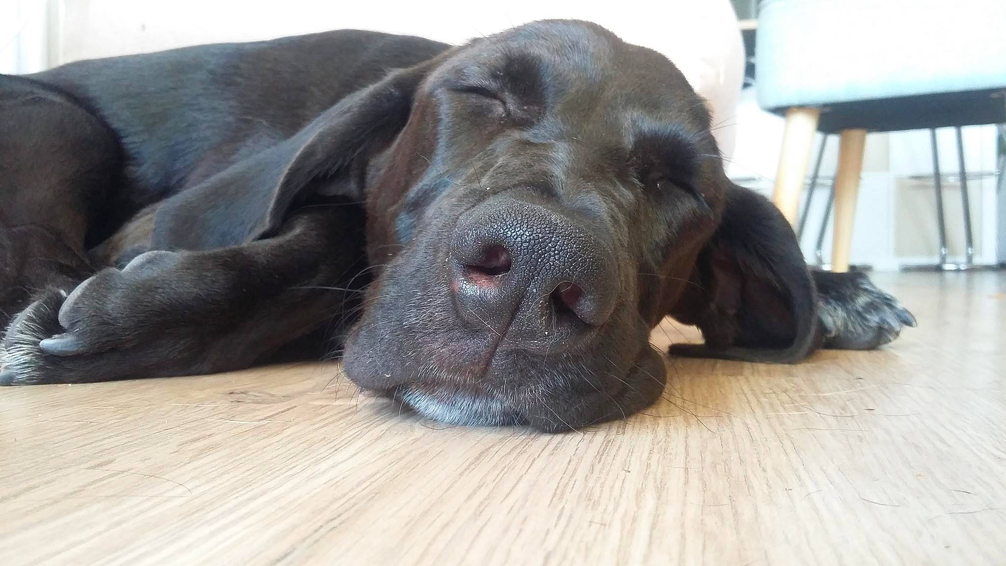 Nina participe au concours pour gagner de l'argent avec cette photo : canidae, carnivore, comfort, companion_dog, dog, dog_breed, fawn, flooring, gun_dog, hardwood, liver, natural_material, snout, sporting_group, stool, terrestrial_animal, whiskers, wood, wood_flooring, working_animal