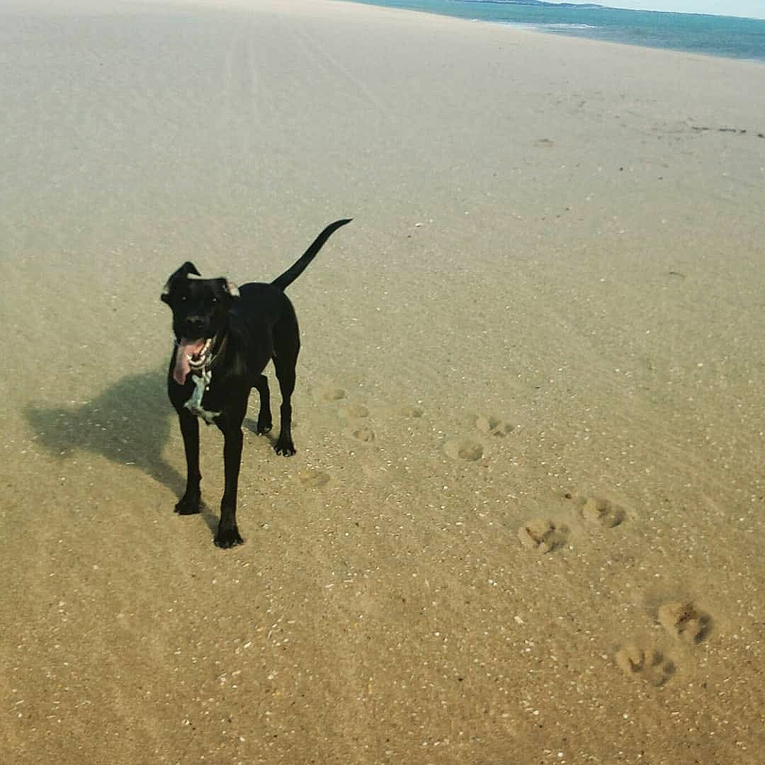 Nina a rejoint le concours — aidez-le/la à gagner de superbes lots ! beach, body_of_water, carnivore, coast, dog, dog_breed, fawn, guard_dog, landscape, leash, ocean, sand, shadow, shore, soil, sporting_group, tail, water, working_animal, working_dog