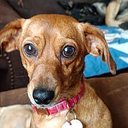 Sylvia is registered to the contest to win money with this photo: dog, brown_dog, collar, pet_tag, couch, blanket, plaid, indoor, closeup, animal, canine, paw, fur, face, ears, eyes, nose, sitting, relaxed, background