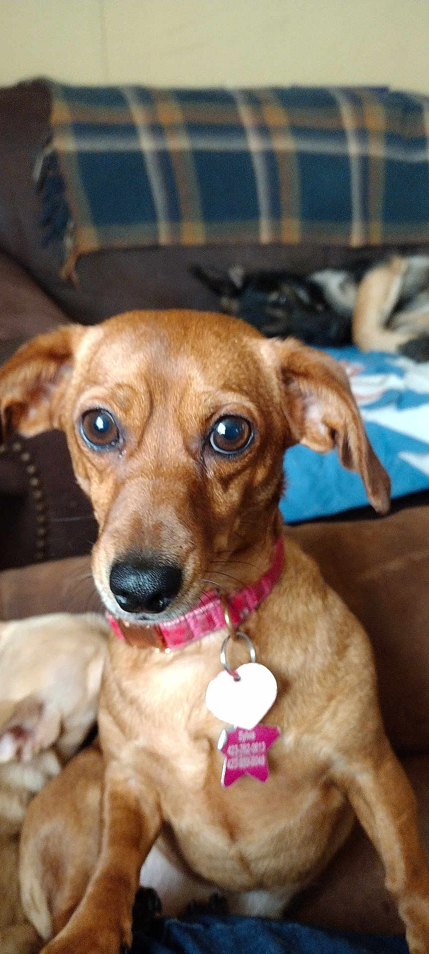 Sylvia is registered to the contest to win money with this photo: dog, brown_dog, collar, pet_tag, couch, blanket, plaid, indoor, closeup, animal, canine, paw, fur, face, ears, eyes, nose, sitting, relaxed, background