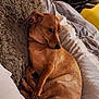 dog, brown_dog, bed, pillow, fur, pet, canine, resting, indoor, cozy, sleepy, collar, animal, cute, domestic, relaxed, comfort, furry, lying_down, side_view