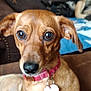 Sylvia is registered to the contest to win money with this photo: dog, brown_dog, collar, pet_tag, couch, blanket, plaid, indoor, closeup, animal, canine, paw, fur, face, ears, eyes, nose, sitting, relaxed, background