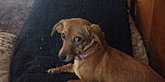 Sylvia is registered to the contest to win money with this photo: accessories, adult, animal, architecture, bag, canine, cat, couch, cushion, dog, furniture, handbag, homedecor, hound, indoors, male, man, person, pet, puppy