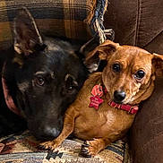 Lola joined the competition — help win amazing prizes! dog, black_dog, brown_dog, collar, tags, couch, snuggling, pets, animal, companions, closeup, indoor, fur, ears, eyes, nose, paw, resting, friendship, cozy
