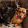dog, black_dog, brown_dog, collar, tags, couch, snuggling, pets, animal, companions, closeup, indoor, fur, ears, eyes, nose, paw, resting, friendship, cozy