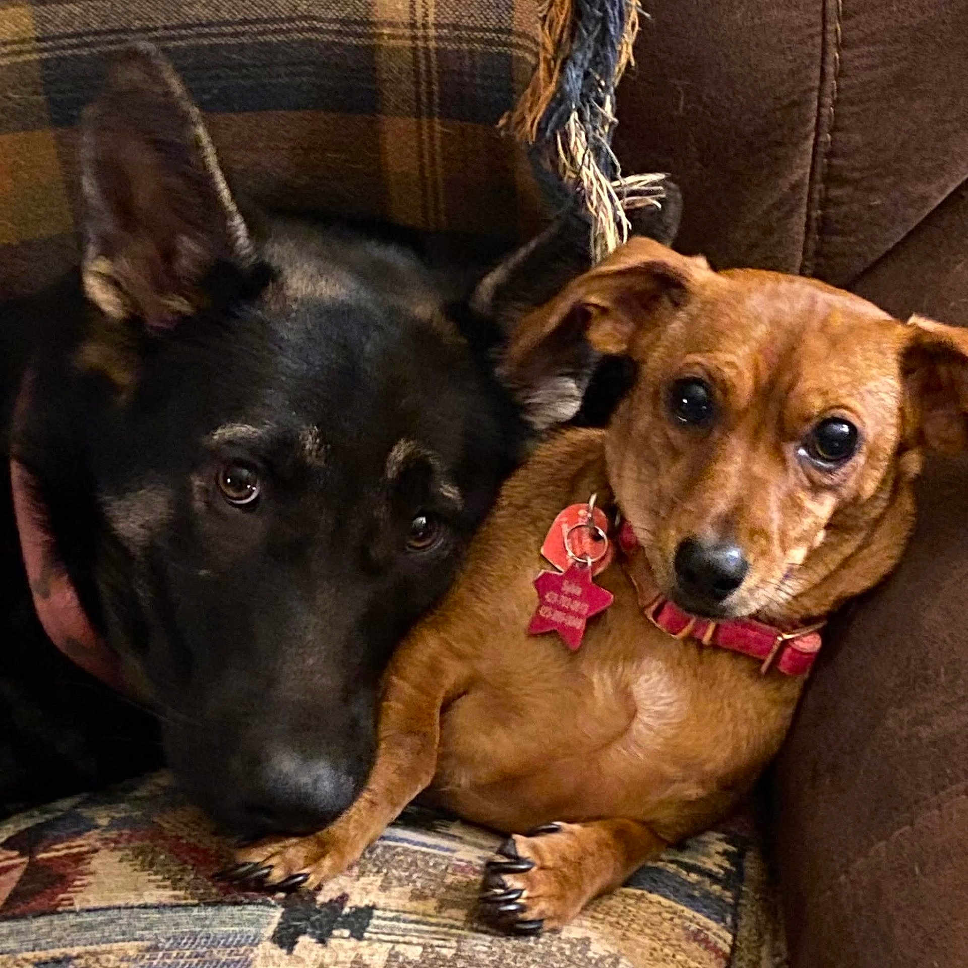 Lola joined the competition — help win amazing prizes! animal, black_dog, brown_dog, closeup, collar, companions, couch, cozy, dog, ears, eyes, friendship, fur, indoor, nose, paw, pets, resting, snuggling, tags