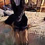 dog, german_shepherd, bed, blanket, indoor, furniture, wooden_headboard, pillow, quilt, blur, motion_blur, low_light, animal, pet, ears, legs, room, lamp, window, table