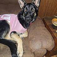 Lola joined the competition — help win amazing prizes! animal, brown_couch, canine, companion, couch, dog, ears, floor, fur, furniture, german_shepherd, home, indoor, looking, pet, pink_shirt, plate, relaxed, tail, wooden_table