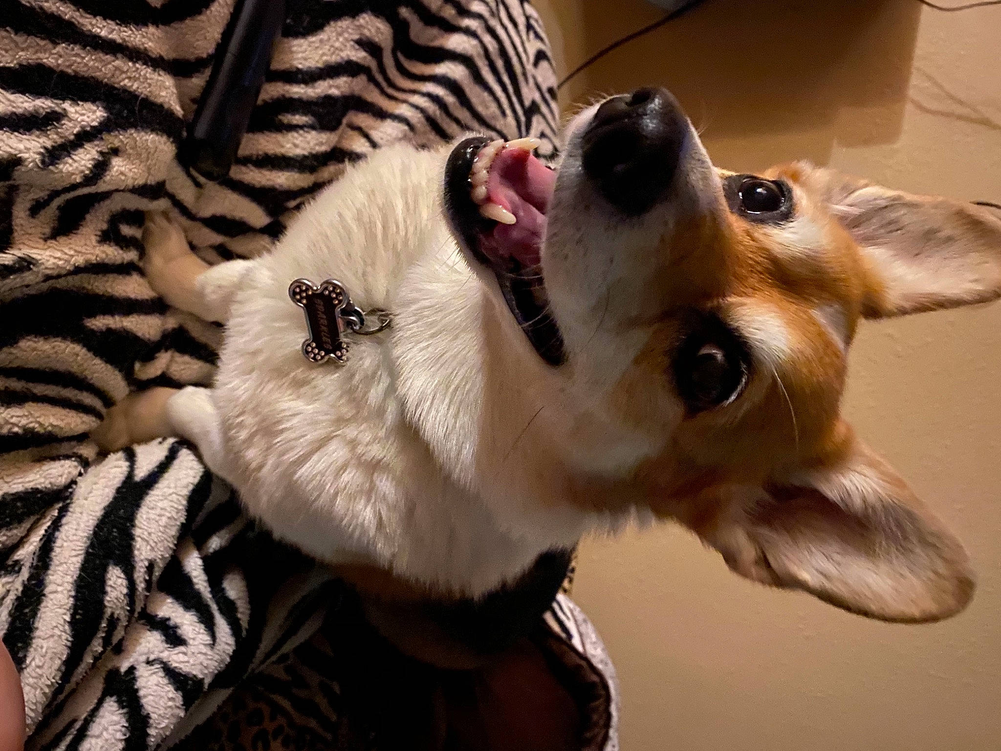 Sparkles is registered to the contest to win money with this photo: canidae, carnivore, collar, companion_dog, dog, dog_breed, dog_collar, dog_supply, ear, eyewear, fawn, fur, happy, paw, selfie, snout, sporting_group, sunglasses, vision_care, whiskers