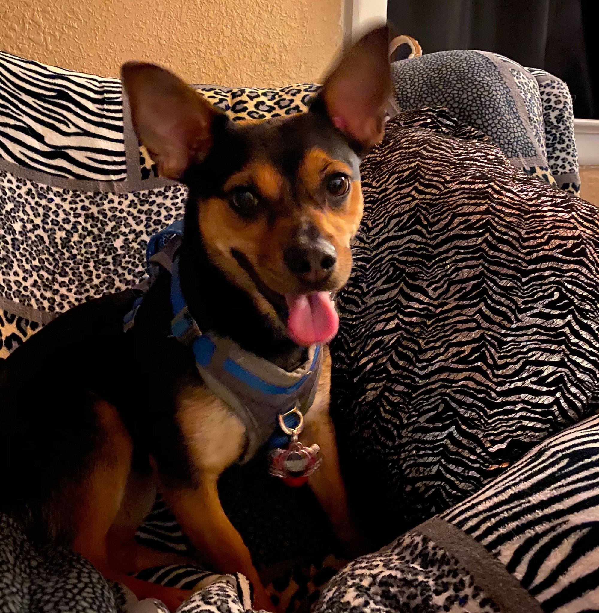 Rynn Rae is registered to the contest to win money with this photo: canidae, carnivore, collar, comfort, companion_dog, dog, dog_breed, dog_clothes, dog_collar, dog_supply, ear, fawn, fur, pinscher, russkiy_toy, snout, sporting_group, toy_dog, whiskers, working_animal