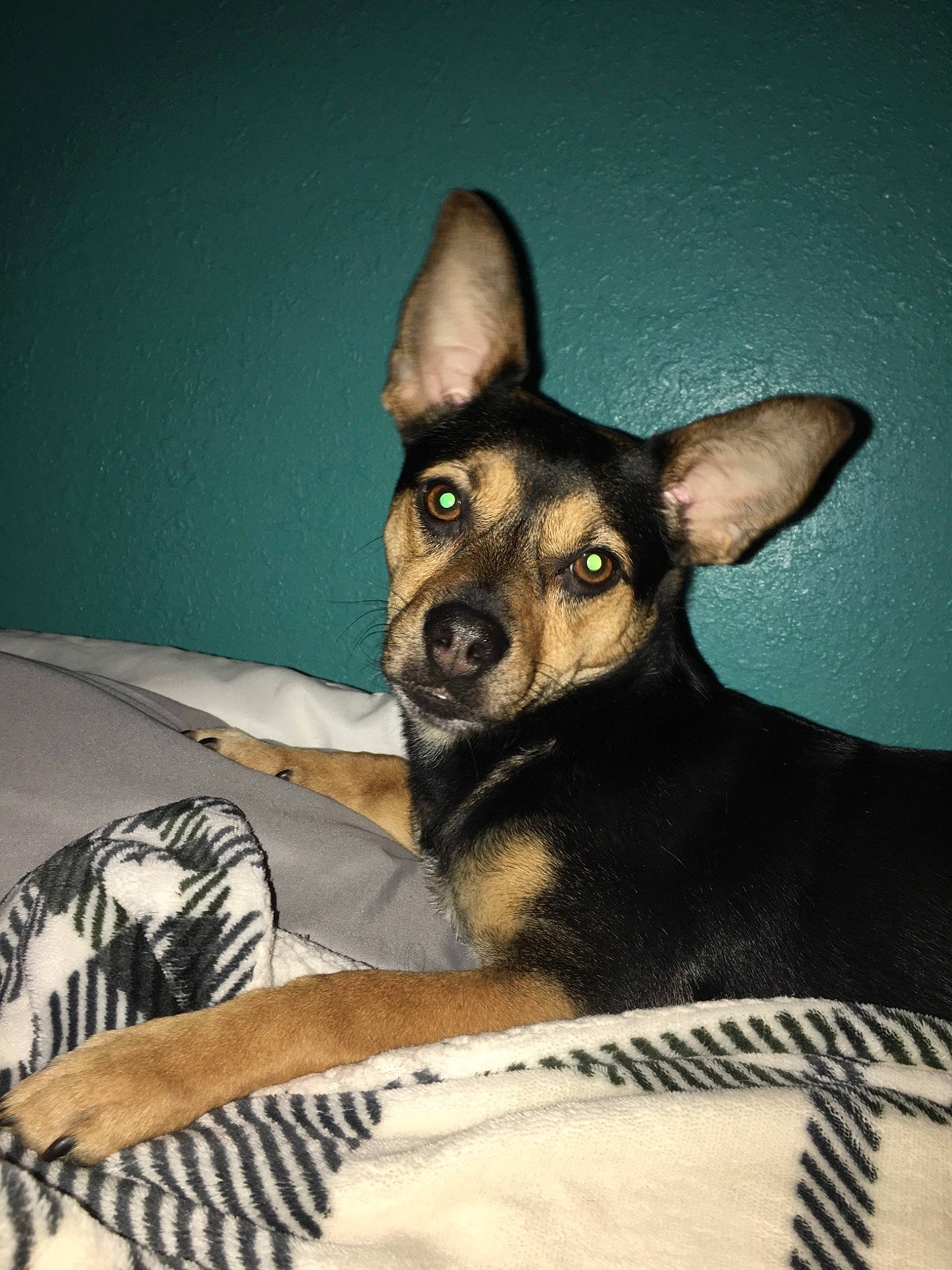 Rynn Rae joined the competition — help win amazing prizes! canidae, carnivore, comfort, companion_dog, corgi_chihuahua, dog, dog_breed, ear, fawn, fur, prazsky_krysarik, snout, terrestrial_animal, toy_dog, whiskers, working_animal