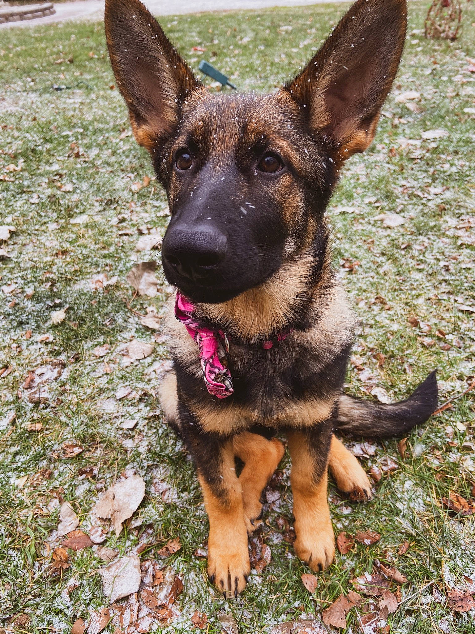 Daisy is registered to the contest to win money with this photo: belgian_shepherd_malinois, brown, canidae, carnivore, dog, dog_breed, fawn, german_shepherd_dog, guard_dog, herding_dog, king_shepherd, liver, paw, police_dog, snout, sporting_group, working_animal, working_dog