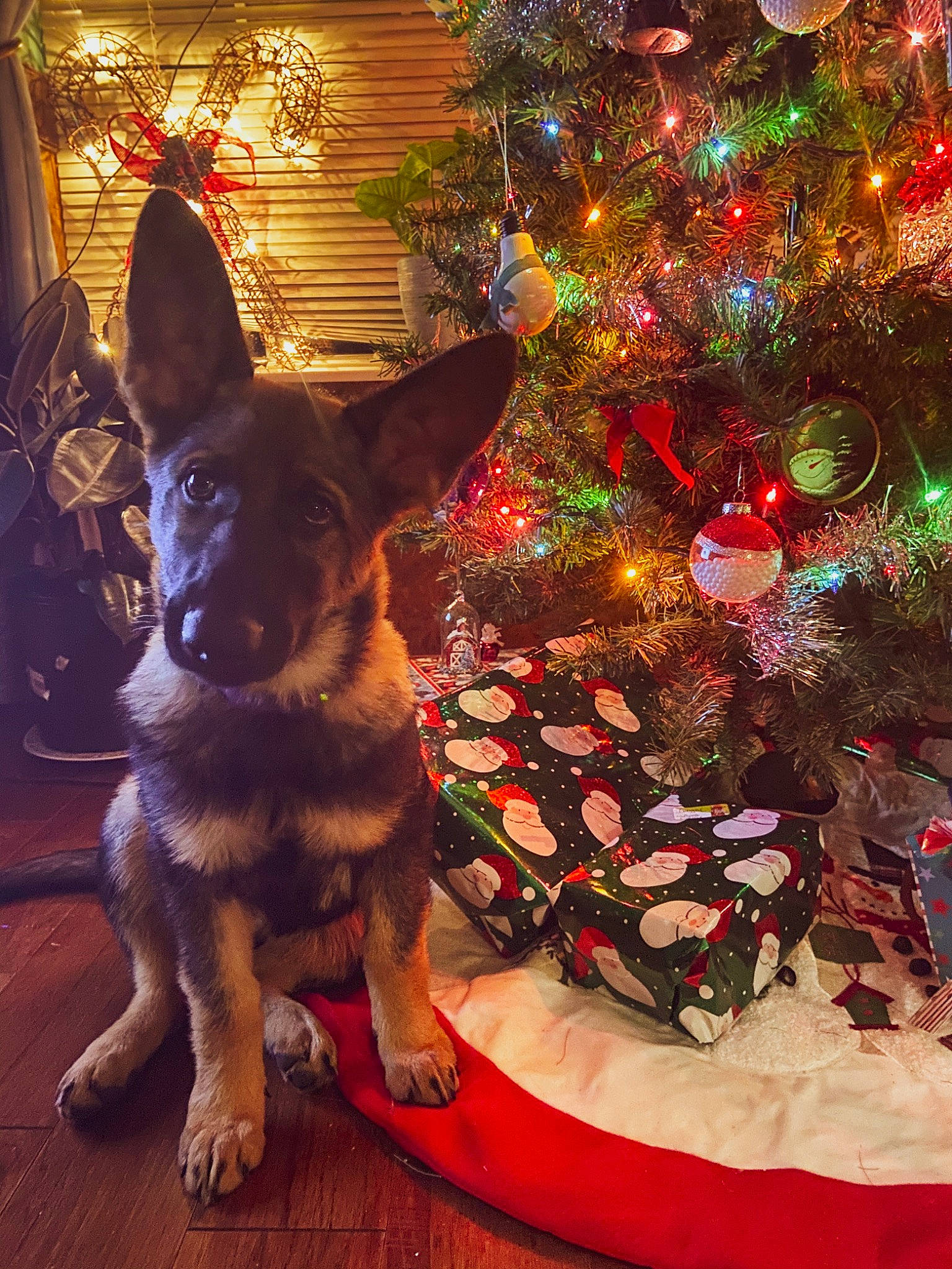 Daisy is registered to the contest to win money with this photo: canidae, carnivore, christmas, christmas_decoration, christmas_eve, christmas_lights, christmas_ornament, christmas_tree, conifer, dog, dog_breed, dog_supply, guard_dog, holiday, holiday_ornament, interior_design, ornament, snout, sporting_group, vertebrate