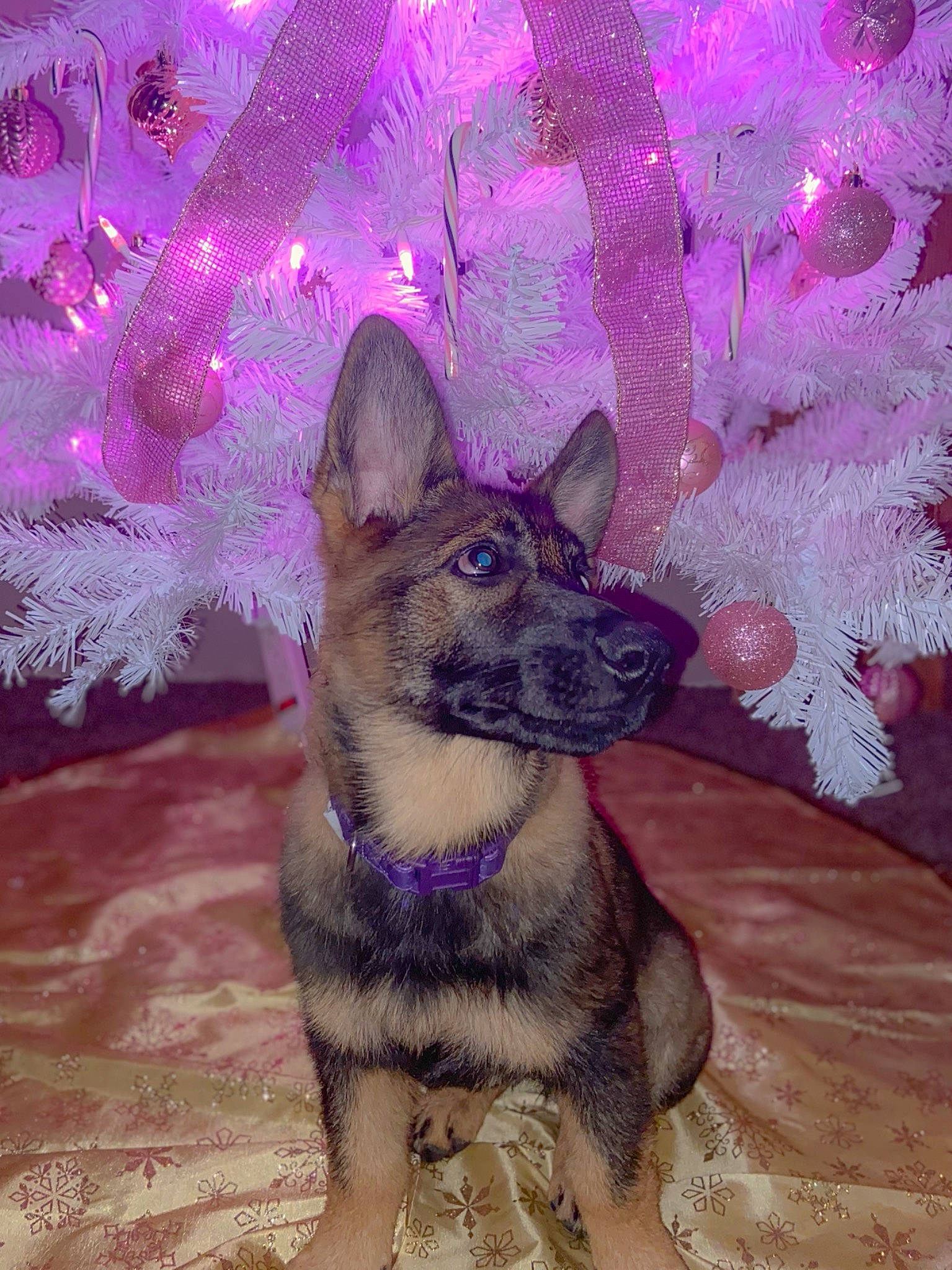 Daisy is registered to the contest to win money with this photo: canidae, carnivore, dog, dog_breed, fawn, fur, lavender, magenta, purple, snout, vertebrate, violet, working_animal