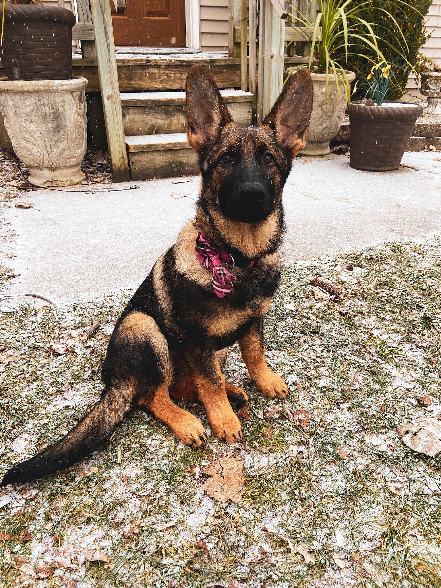 Daisy joined the competition — help win amazing prizes! canidae, carnivore, collar, dog, dog_breed, fawn, flowerpot, fur, german_shepherd_dog, guard_dog, houseplant, liver, mammal, paw, pet_supply, snout, sporting_group, tail, vertebrate, working_animal