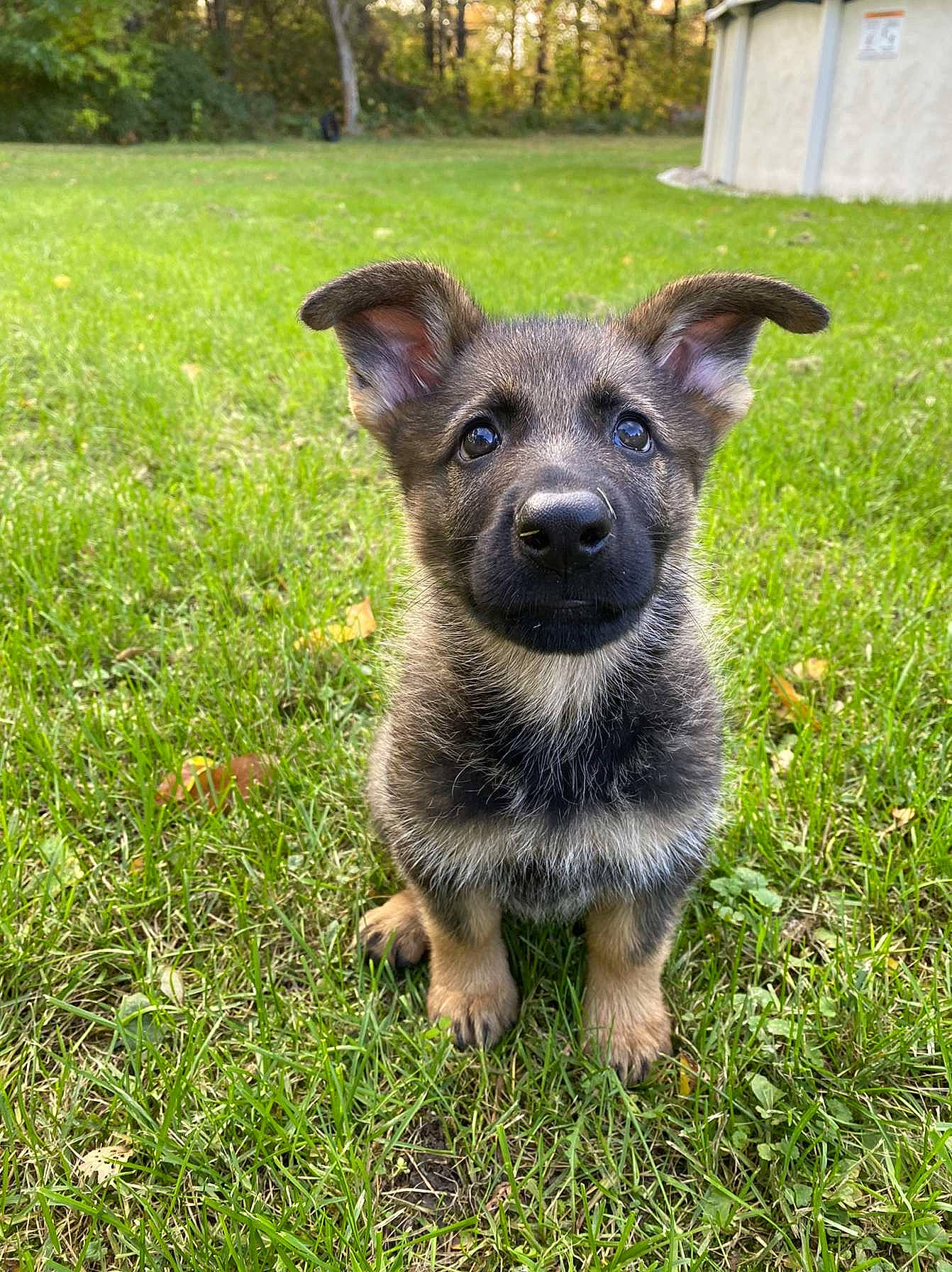 Daisy is registered to the contest to win money with this photo: canidae, carnivore, companion_dog, dog, dog_breed, fawn, field, fur, grass, grass_family, groundcover, lawn, puppy, skin, snout, spring, terrestrial_animal, whiskers, working_animal, working_dog