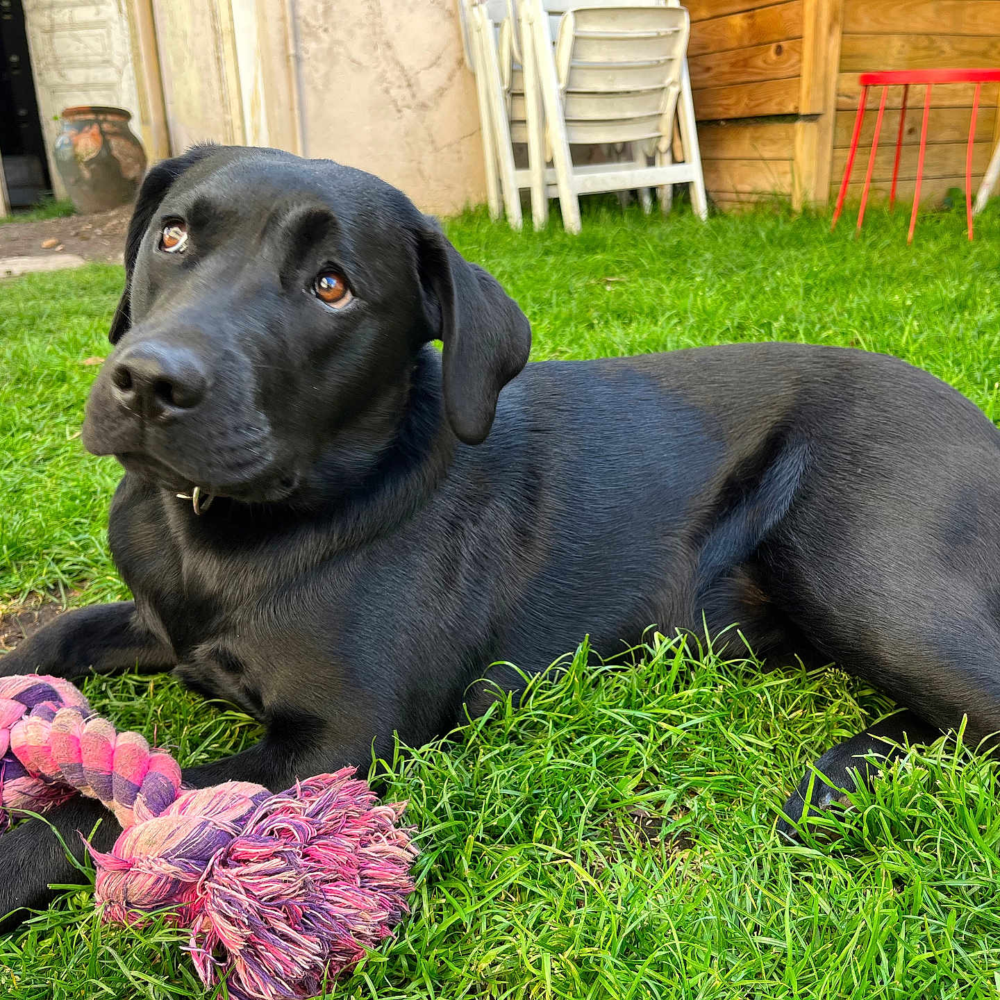 Twenty participe au concours pour gagner de l'argent avec cette photo : animal, backyard, canine, chair, countryside, dog, furniture, grass, hound, labradorretriever, lawn, nature, outdoors, pet, plant, pointer, puppy, straw, wood, yard