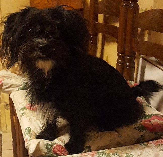 Naïa a rejoint le concours — aidez-le/la à gagner de superbes lots ! canidae, carnivore, comfort, companion_dog, dog, dog_breed, dog_supply, fur, liver, pet_supply, puppy, puppy_love, shih_poo, shih_tzu, small_terrier, snout, sporting_group, terrier, toy_dog, working_animal