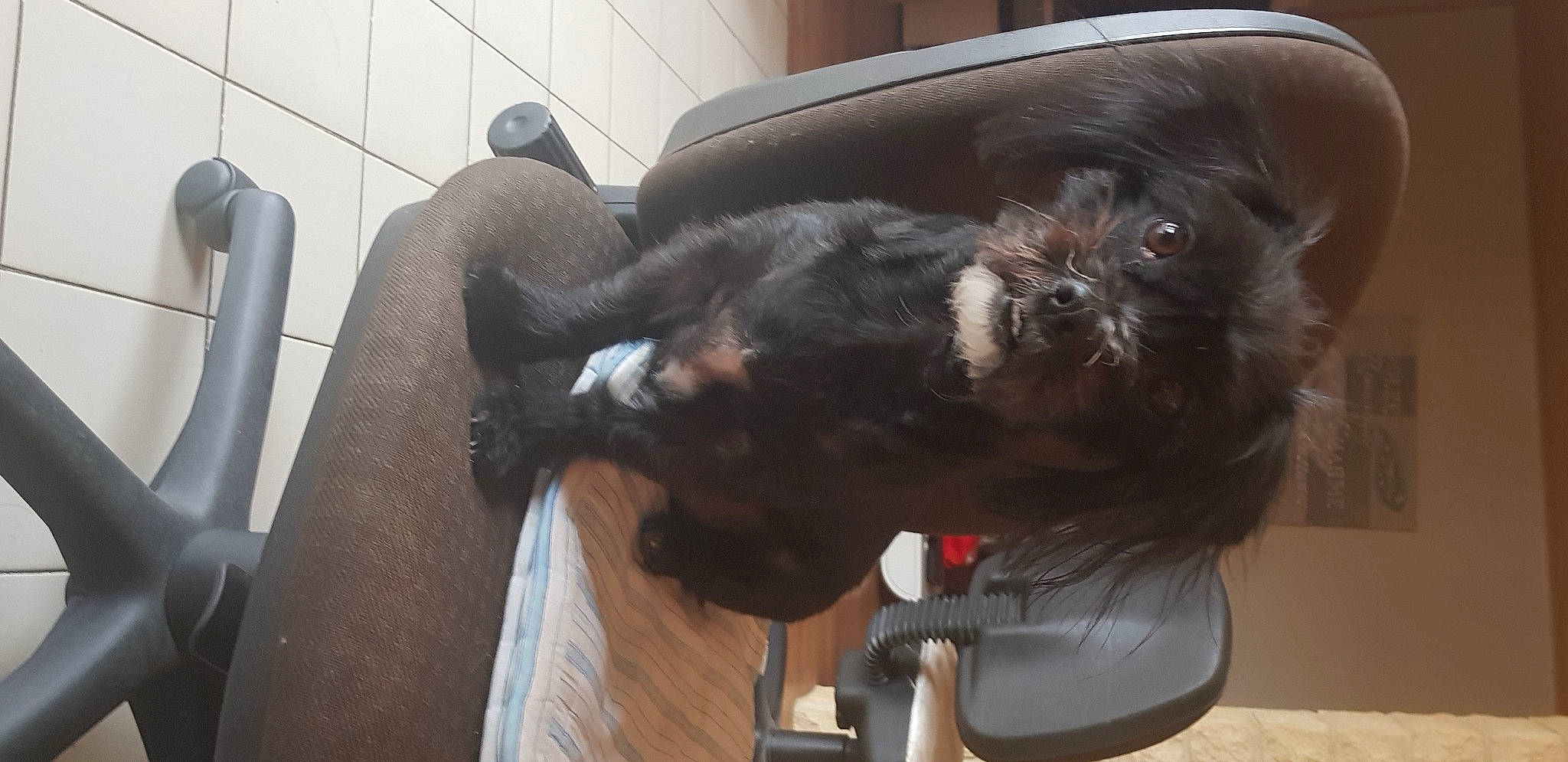 Naïa participe au concours pour gagner de l'argent avec cette photo : canidae, carnivore, claw, comfort, companion_dog, dog, dog_breed, felidae, fur, liver, pet_supply, small_terrier, small_to_medium_sized_cats, snout, sporting_group, tail, terrier, toy_dog, whiskers, working_animal