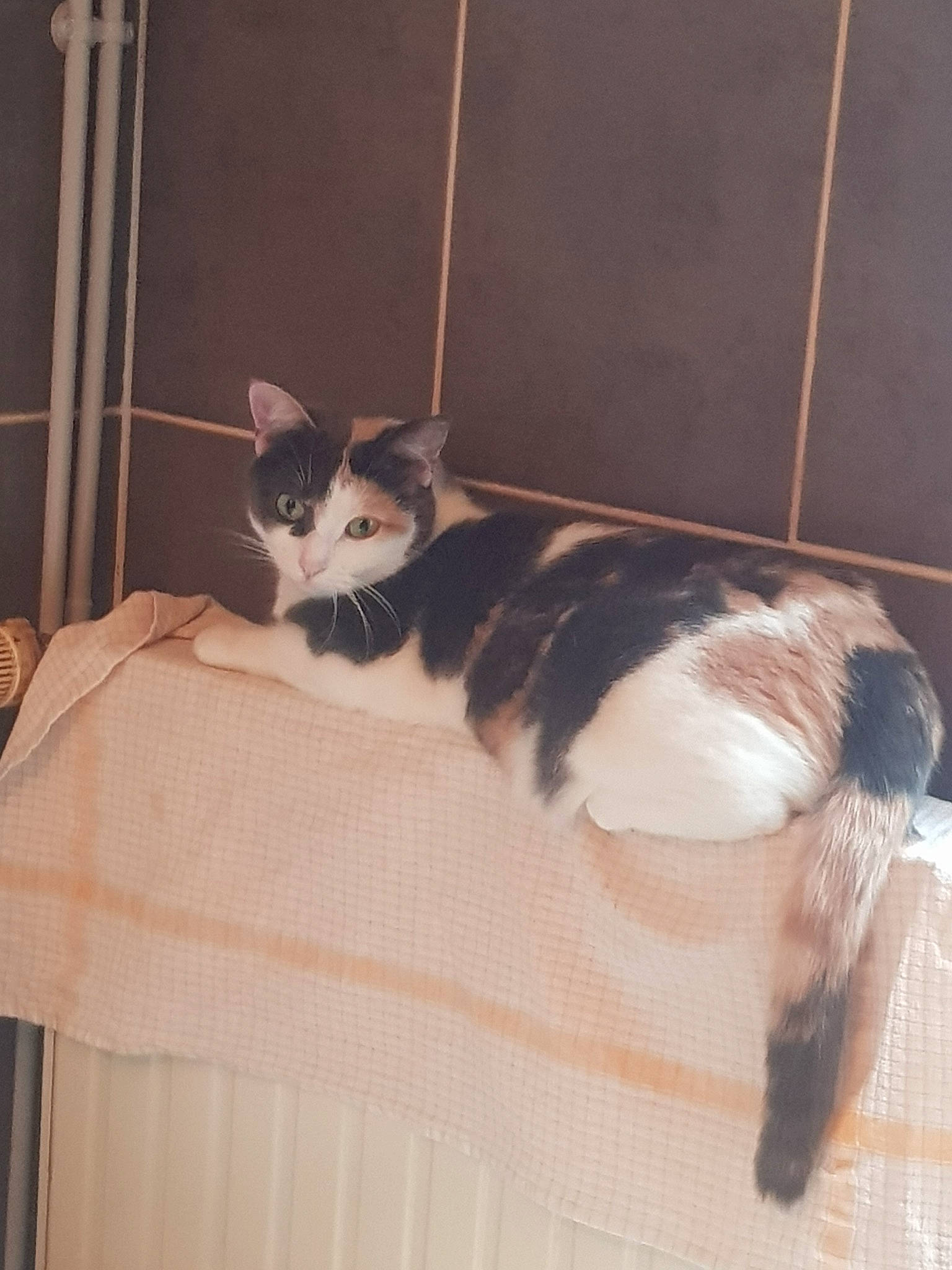 Sina a rejoint le concours — aidez-le/la à gagner de superbes lots ! bedding, carnivore, cat, comfort, domestic_short_haired_cat, felidae, flooring, fur, hardwood, linens, paper_product, pet_supply, room, small_to_medium_sized_cats, tail, terrestrial_animal, whiskers, wood