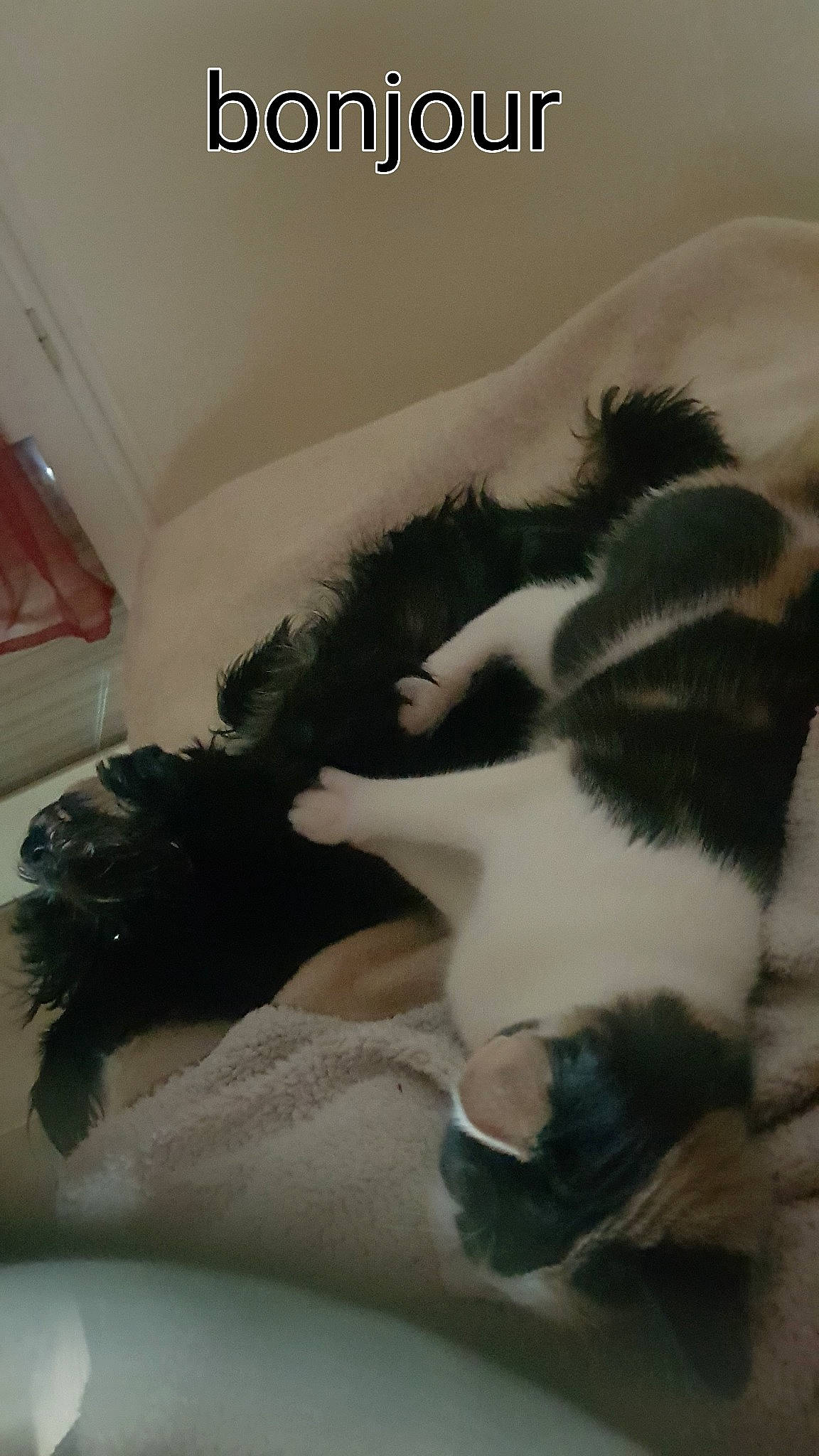 Sina a rejoint le concours — aidez-le/la à gagner de superbes lots ! canidae, carnivore, cat, claw, comfort, companion_dog, dog_breed, felidae, fur, linens, nap, natural_material, paw, photo_caption, room, small_to_medium_sized_cats, sporting_group, tail, terrestrial_animal, whiskers