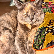 Myrrh is registered to the contest to win money with this photo: cat, fluffy, sleepy, pillow, patterned_pillow, fur, relaxed, indoor, close_up, pet, animal, resting, comfortable, cozy, mammal, domestic_cat, whiskers, ears, face, eyes