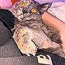 Myrrh joined the competition — help win amazing prizes! cat, animal, pet, yellow_eyes, close_up, feline, fur, paw, person, arm, blanket, indoor, comfort, cozy, resting, orange, purple, black_clothing, face, whiskers