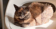 Myrrh is registered to the contest to win money with this photo: cat, tortoiseshell_cat, chair, white_chair, sunlight, sleeping, pet, indoor, table, blanket, hello_kitty, pattern, remote_control, cozy, resting, furniture, cute, domestic_cat, animal, relaxation