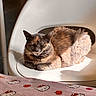 cat, tortoiseshell_cat, chair, white_chair, sunlight, sleeping, pet, indoor, table, blanket, hello_kitty, pattern, remote_control, cozy, resting, furniture, cute, domestic_cat, animal, relaxation