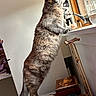 Myrrh joined the competition — help win amazing prizes! cat, window, indoor, curious, standing, amber_eyes, figurine, trinkets, jewelry, wooden_box, glass_jar, sunlight, feline, domestic_animal, pet, whiskers, tail, fur, claw, table
