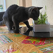 Lily a rejoint le concours — aidez-le/la à gagner de superbes lots ! cat, gray_cat, grass, plant, container, table, tablecloth, indoor, reflection, curious, pet, animal, feline, green, sniffing, domestic_cat, background_wall, natural_light, close_up, houseplant