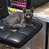 Lily participe au concours pour gagner de l'argent avec cette photo : cat, gray_cat, chair, black_chair, pet_carrier, towel, cartoon_characters, indoor, furniture, curious, pet, resting, fur, animal, cozy, domestic, looking, cute, relaxed, seat