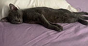 Lily participe au concours pour gagner de l'argent avec cette photo : cat, gray_cat, bed, pillow, purple_bed_sheet, resting, relaxed, indoor, feline, pet, animal, sleepy, cozy, fur, whiskers, ears, lying_down, domestic_cat, quiet, calm