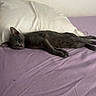 cat, gray_cat, bed, pillow, purple_bed_sheet, resting, relaxed, indoor, feline, pet, animal, sleepy, cozy, fur, whiskers, ears, lying_down, domestic_cat, quiet, calm