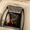 Lily a rejoint le concours — aidez-le/la à gagner de superbes lots ! cat, washing_machine, laundry, gray_cat, curious, indoor, household, appliance, clothes, towel, fabric, pet, exploring, domestic, top_load_washer, white, dirty, closeup, looking_up, animal