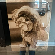Willow Grace joined the competition — help win amazing prizes! animal, blur, casual_clothing, dog, floor, furniture, home, indoor, jeans, light, person_reflection, photograph, portrait, reflection, sepia_tone, shadow, stairs, wall, window, wood_floor