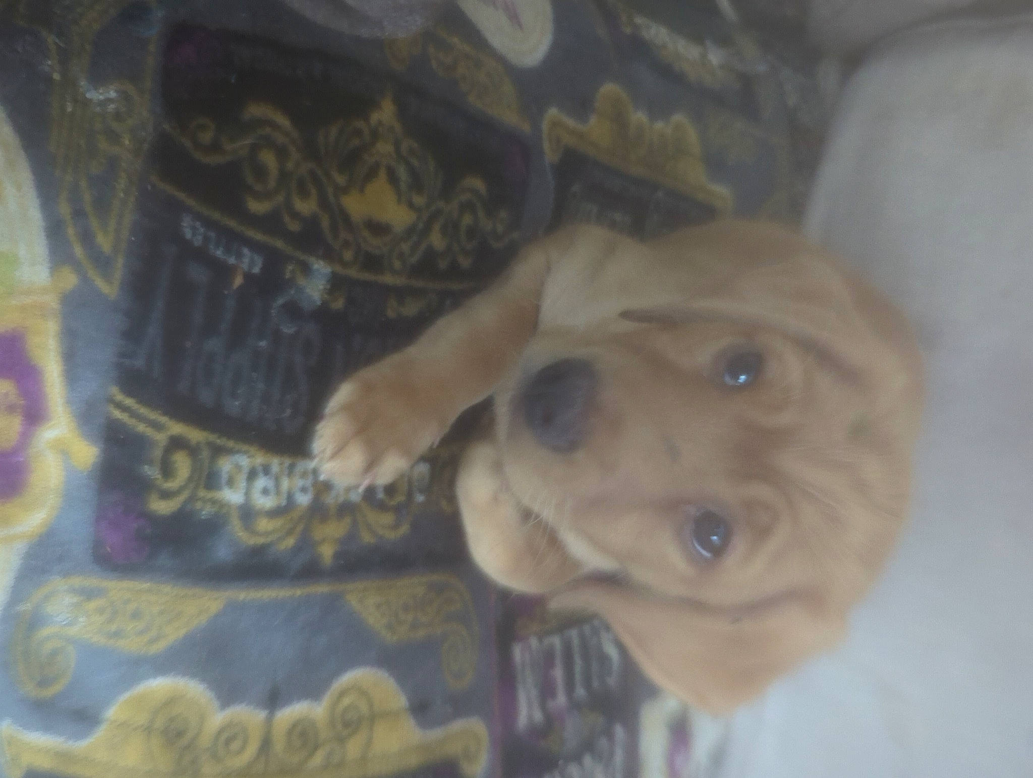 Million Dollar Cute is registered to the contest to win money with this photo: canidae, carnivore, companion_dog, dog, dog_breed, ear, fawn, fur, guard_dog, liver, non_sporting_group, pet_supply, sporting_group, whiskers, working_animal