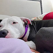 Tabby is registered to the contest to win money with this photo: animal, bulldog, canine, child, couch, cushion, dog, female, furniture, girl, greatdane, homedecor, hound, indoors, person, pet, pitbull, puppy, purple, sleeping