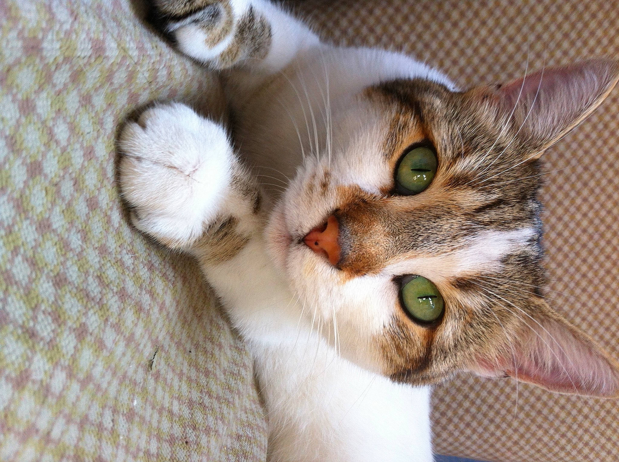 Kisha participe au concours pour gagner de l'argent avec cette photo : carnivore, cat, domestic_short_haired_cat, ear, felidae, fur, paw, small_to_medium_sized_cats, snout, whiskers, woven_fabric