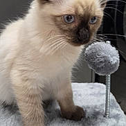 Obi joined the competition — help win amazing prizes! kitten, cat, siamese, blue_eyes, fur, whiskers, paws, toy, spring_toy, cat_tree, gray, soft_texture, indoor, pet, animal, cute, curious, young, closeup, feline